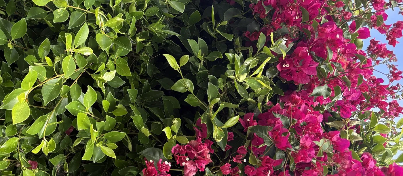 Bougainvillea blooms meeting a lush green hedge