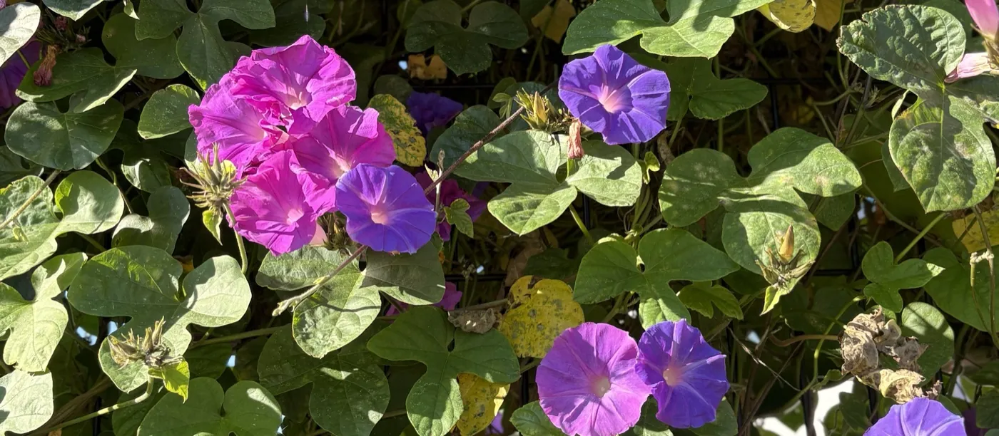 Purple and pink morning glory flowers in full bloom