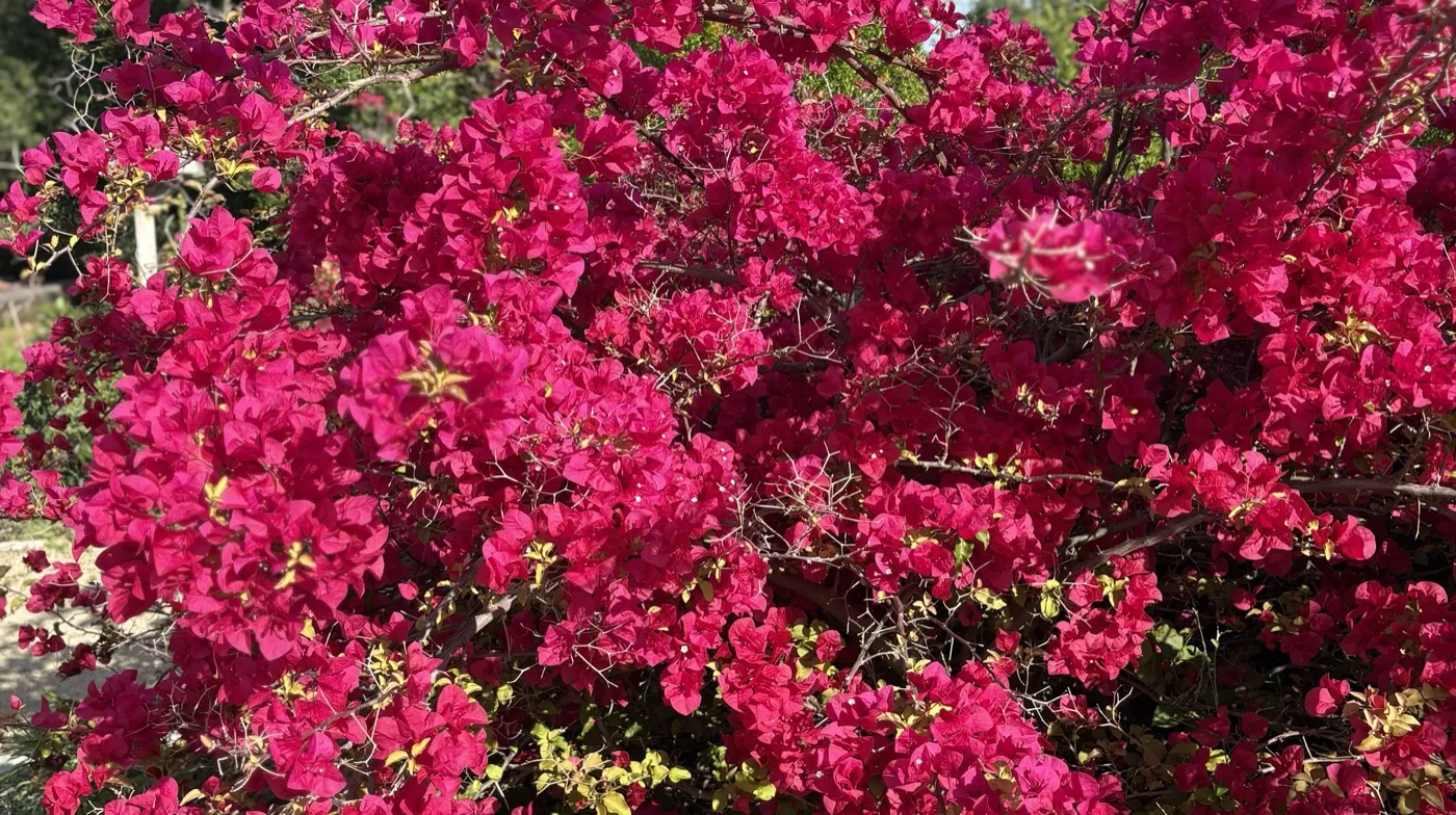 Vibrant bougainvillea blooms in full sun